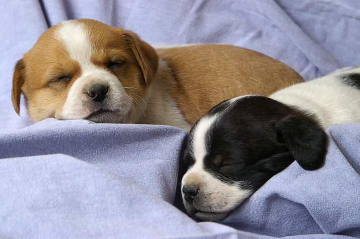 Two small puppies asleep on a denim backdrop.