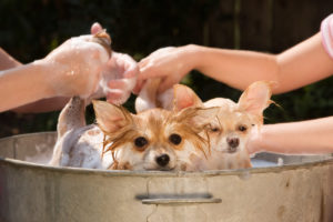 Two Pomeranian puppies being bathed outside in an old tin tub.