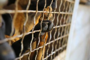 Abandoned dogs in the kennel,homeless dogs behind bars in an animal shelter.Dogs paw behind the fence,dog looking out through the wire of his cage.